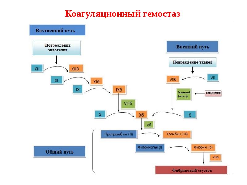 Система гемостаза презентация