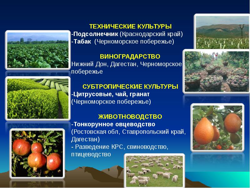 Проект на тему хозяйство россии