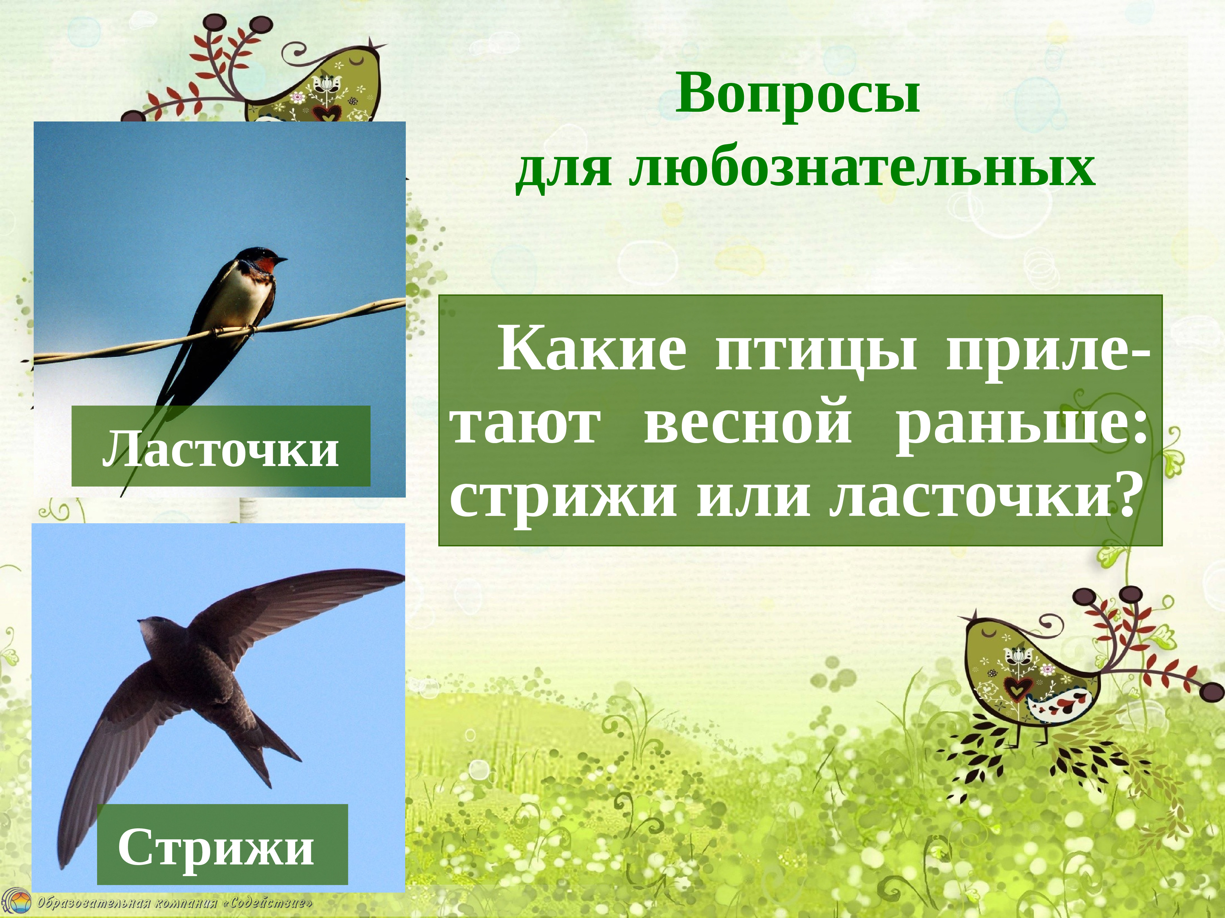 Изменения в жизни птиц весной. Слайд весенние изменения в жизни животных и птиц. Весенние изменения в жизни птиц. Птицы весной презентация для дошкольников.