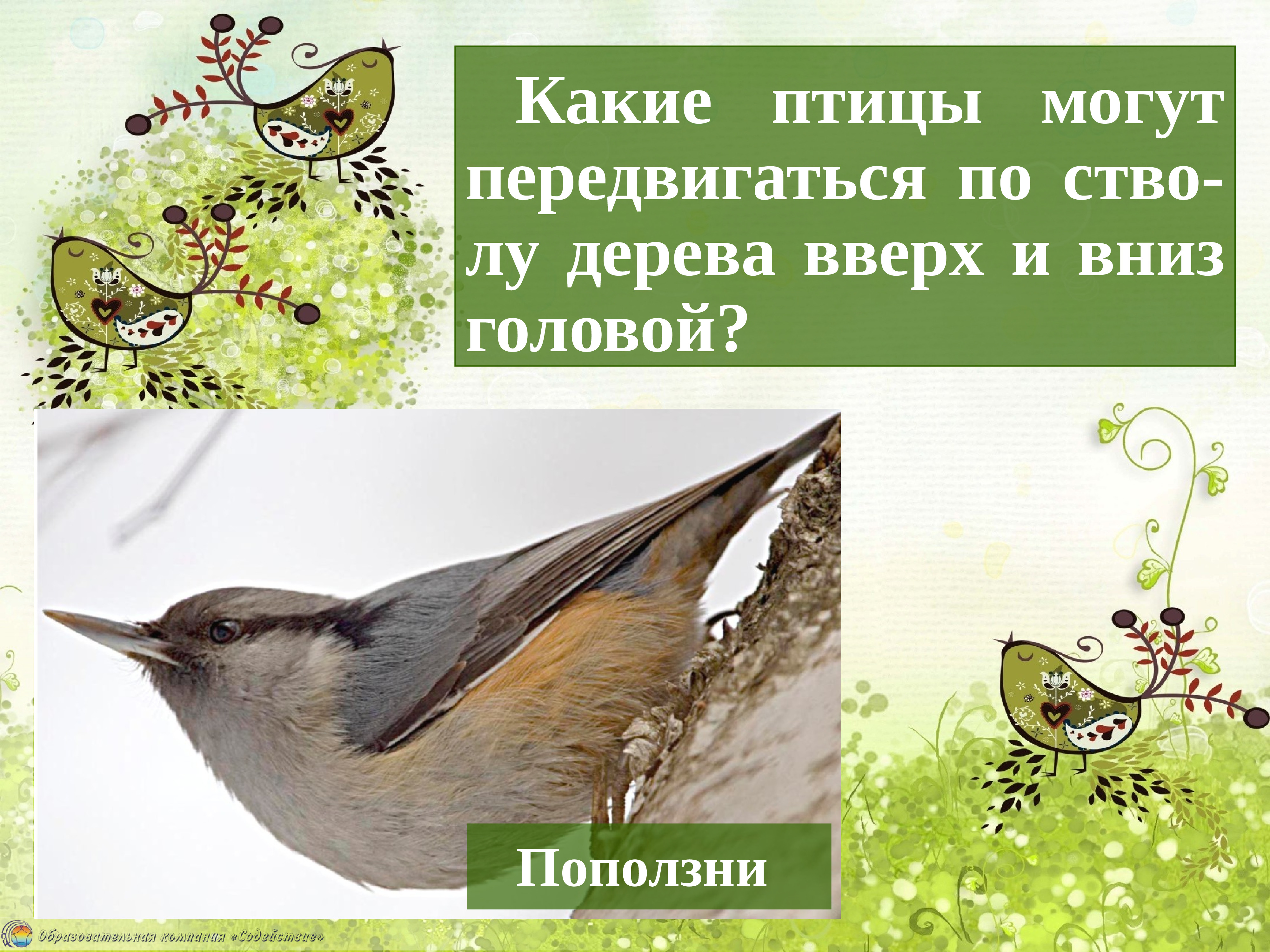 Изменения в жизни птиц весной. Изменения в жизни животных весной прилет птиц. Птица которая может передвигаться по дереву вверх головой. Презентация прилет птиц.