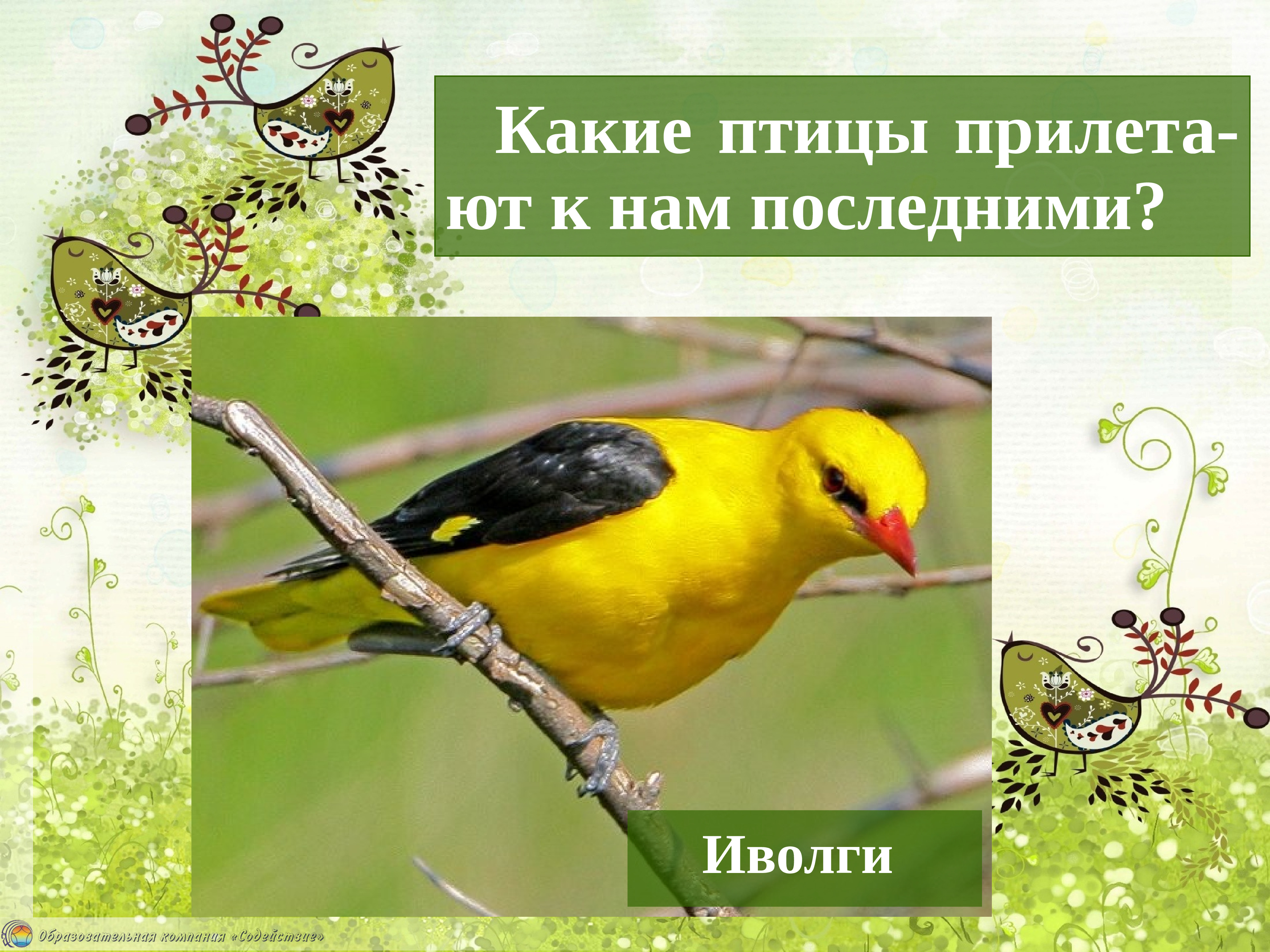Изменения в жизни птиц весной. Весенние птицы 1 класс. Какие птицы весной. Весенний прилет птиц.