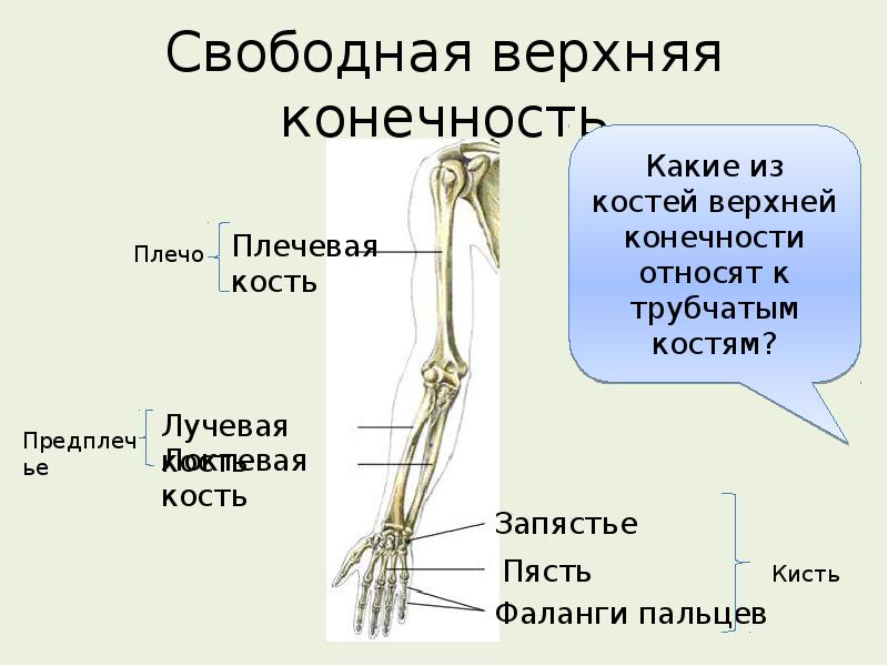 Скелет конечностей функции. Что входит в скелет верхней конечности хамелеона.