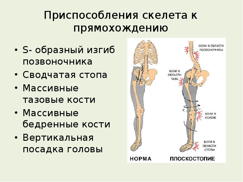 Особенности скелета человека прямохождение