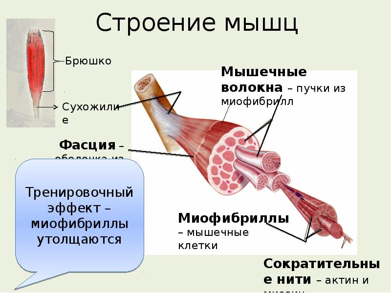 Строение мышц. Строение мышцы. Строение мышечной клетки. Внешнее строение мышцы. Строение мышечного пучка.