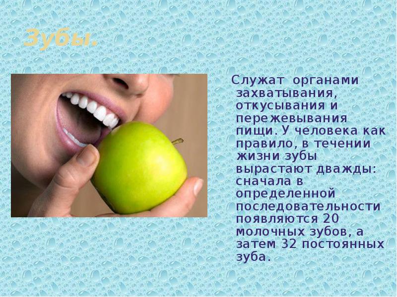 У человека сначала вырастают зубы а затем. Сколько зубов у человека. Какие зубы меняются у человека в течении жизни. Какие зубы для откусывания пищи. Очерёдность прорезывания зубов у детей.