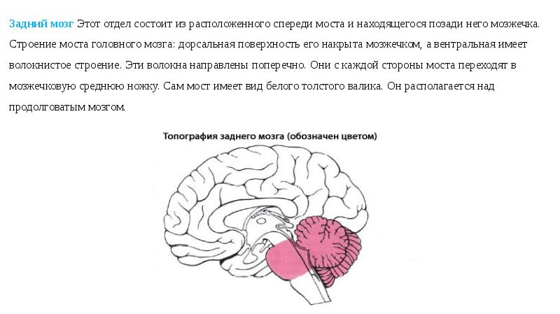 Задний мозг презентация