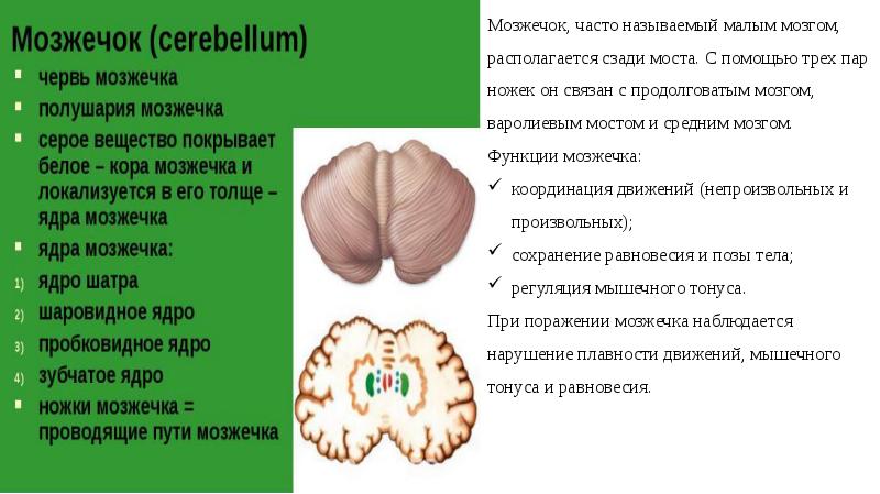 1 мозжечок. Функции мозжечка. Червь мозжечка функции. Серое вещество мозжечка функции. Белое вещество мозжечка функции.