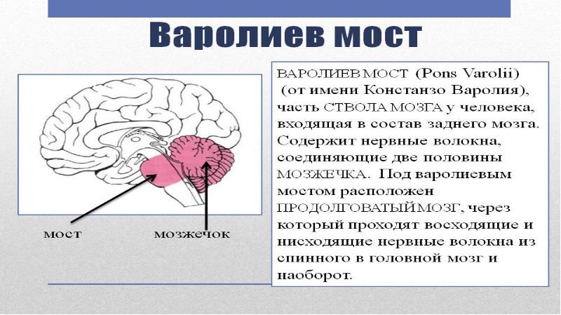 Ствол мозга неврология презентация