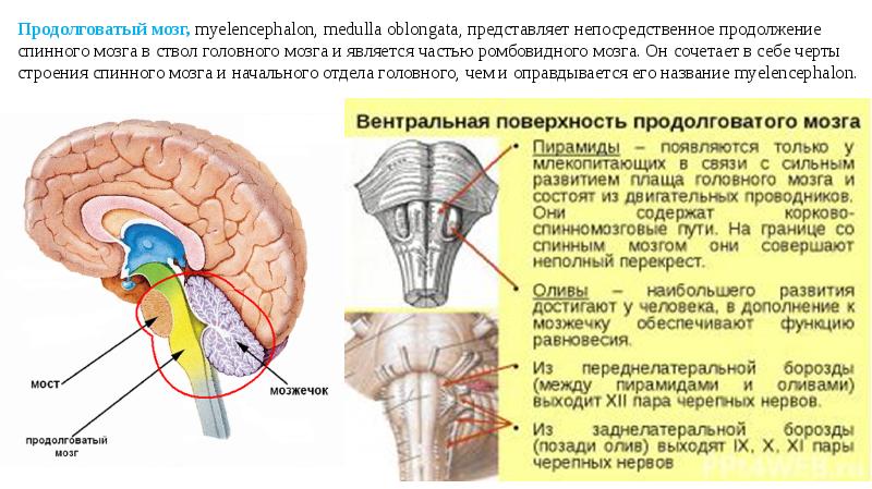 Ствол головного мозга презентация