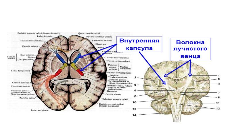 Схема расположения внутренней капсулы и базальных ядер