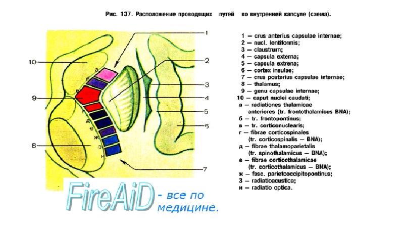 Строение внутренней капсулы головного мозга схема