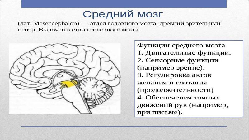 Презентация про мозг