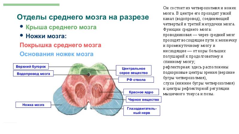 Мозги ноги. Функции верхних и нижних Бугров среднего мозга. Верхние Бугры среднего мозга функции. Верхние Бугры четверохолмия. Нижние Бугры четверохолмия функция.