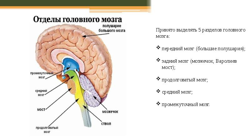 Большие полушария головного мозга функции. Отделы больших полушарий головного мозга. Большие полушария головного мозга строение. Отделы головного мозга функции полушарие большого мозга. Доли полушария большого мозга биология 8 класс.