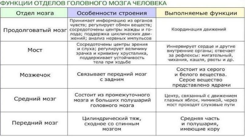 Заполните пропуски в схеме виды поражений головного мозга