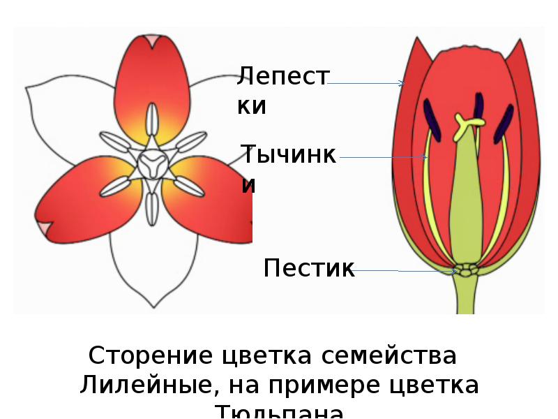 Диаграмма однодольных. Семейство Лилейные тюльпан. Лилейные опыление.