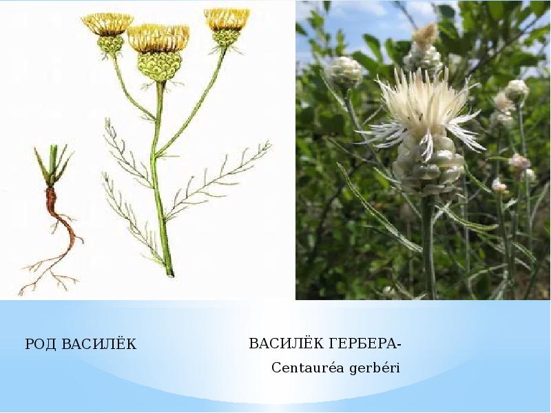 Растение семейства сложноцветных 7 букв. Centaurea gerberi. Сложноцветные род Василек. Семейство Сложноцветные Тип корневой системы. Расположение листьев у сложноцветных.