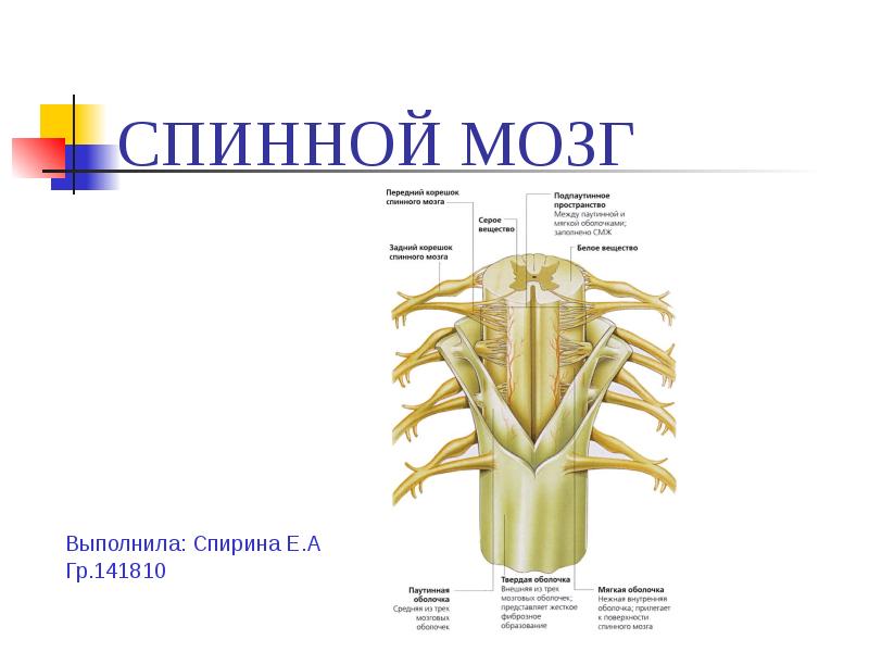 Презентация спинной мозг 8 класс биология пасечник