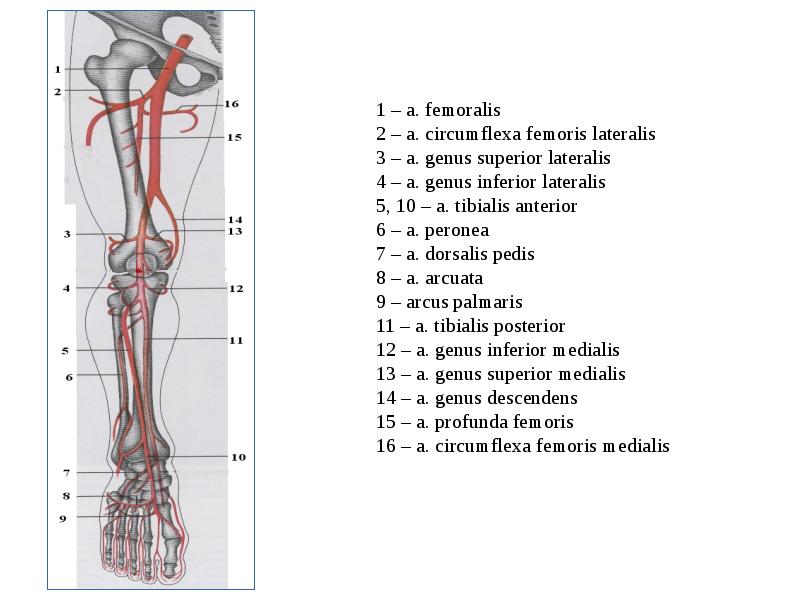 Артерии нижних конечностей схема на русском