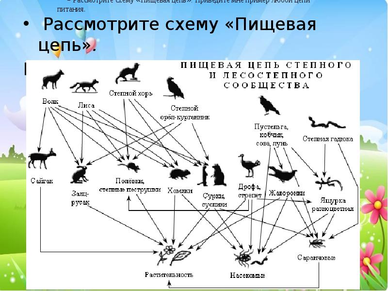 Начертите схему пищевых связей волка и зайца