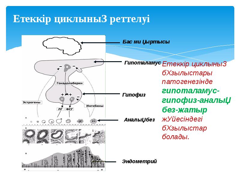 Етеккір циклының реттелуі
