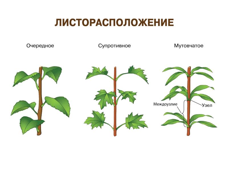 Определите типы листорасположения на побегах изображенных на рисунке подпишите их приведите примеры