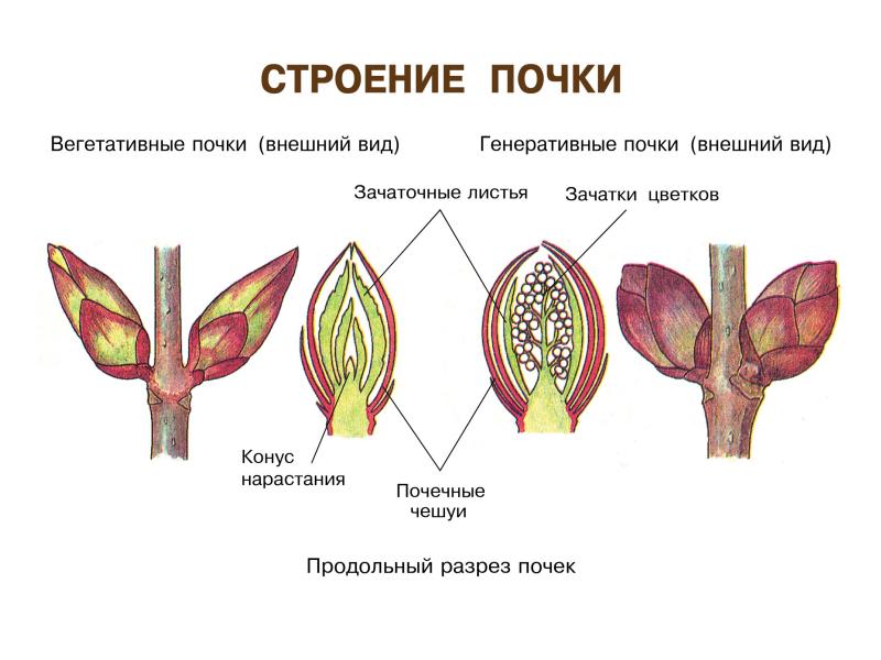 Строение и строение почек презентация