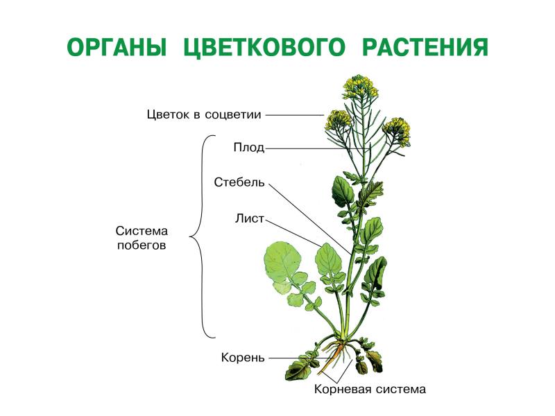 Строение растений презентация для дошкольников