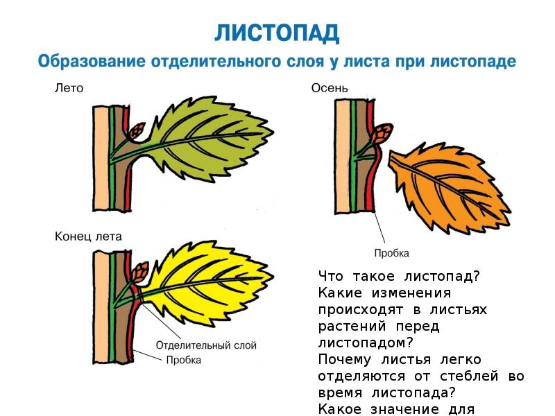 Схема листопада по биологии 6 класс для записи в тетрадь