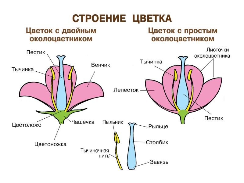 Пестик картинка у цветка