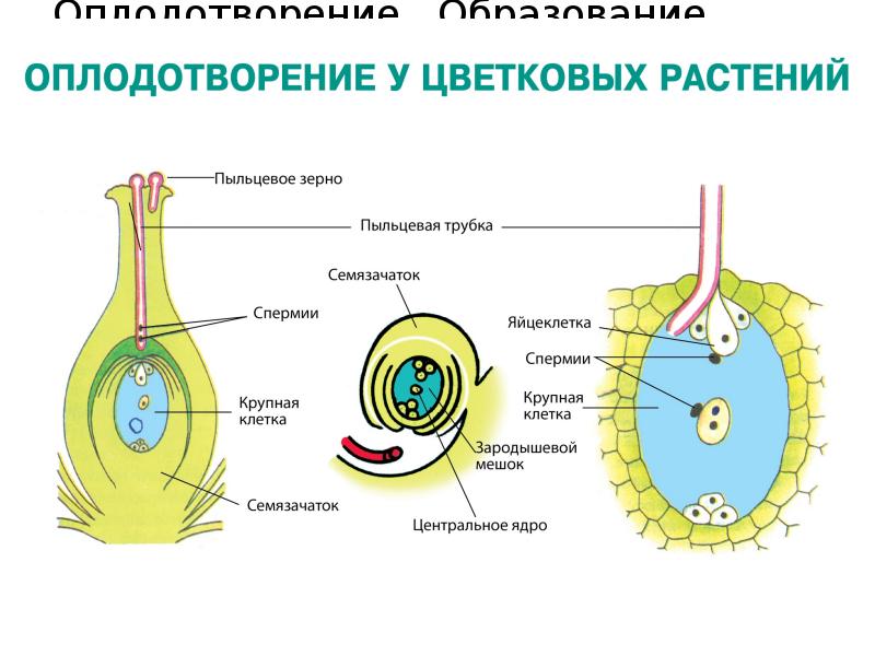 Схема типы оплодотворения