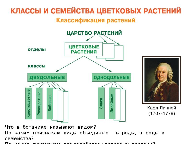 Проект классификация цветковых растений