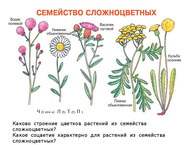 Какая жизненная форма у сложноцветных