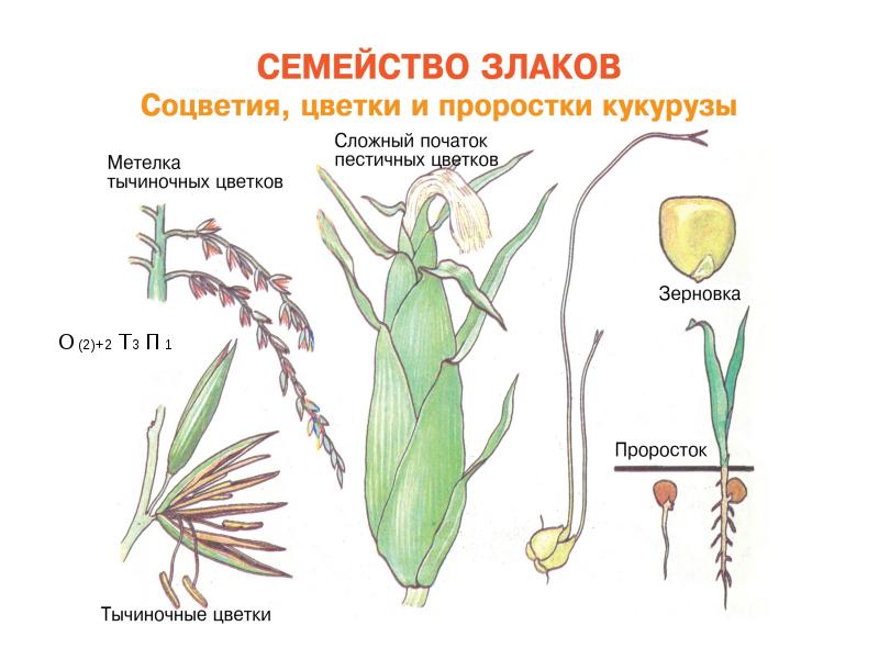 Схема цветка злаковых