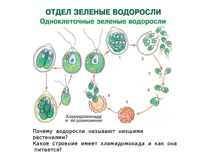 Каким номером на рисунке обозначено мейотическое деление в жизненном цикле хламидомонады