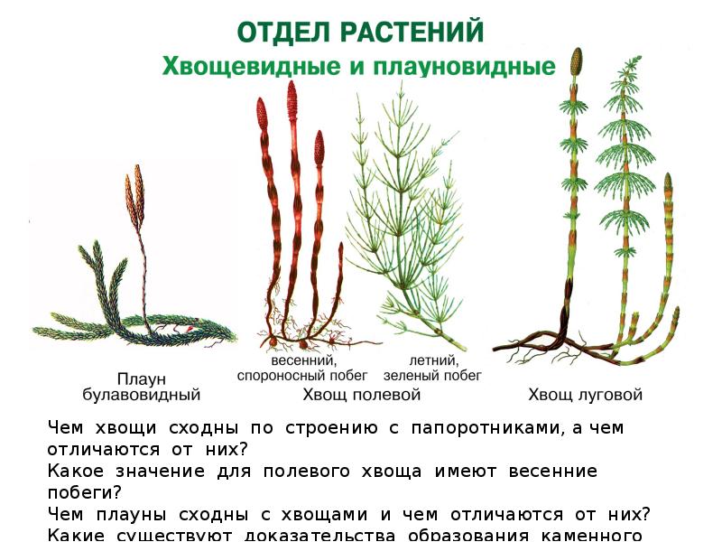 Презентация папоротниковидные плауновидные хвощевидные 5 класс