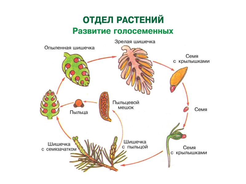 Схема размножения голосеменных растений 6 класс биология