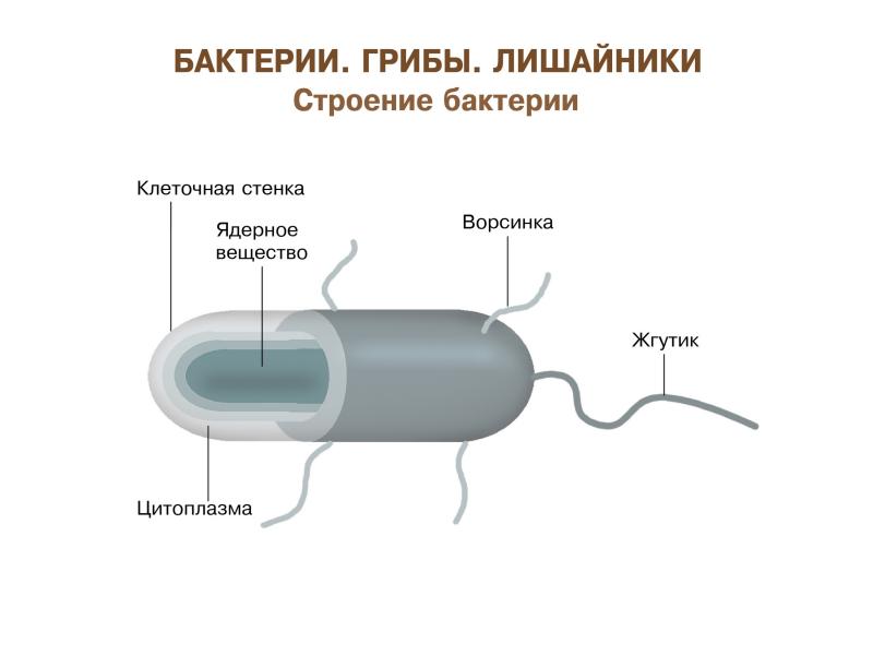 Презентация строение бактерий