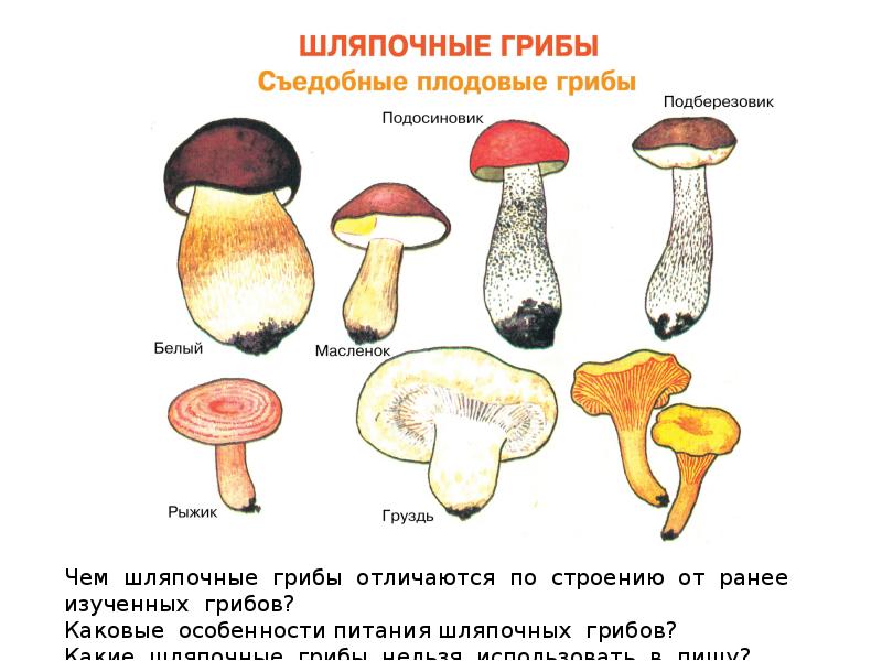 Белый гриб относится к съедобным трубчатым. Несъедобные Шляпочные грибы названия. Шляпочные грибы съедобные и ядовитые. Съедобные Шляпочные грибы название. Шляпочный гриб шляпочный гриб.