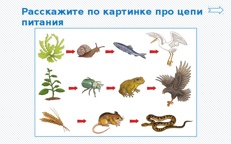 Питание животных презентация окружающий мир