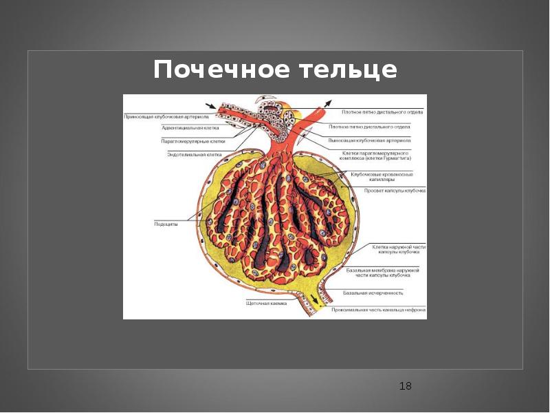 Почечное тельце состоит из