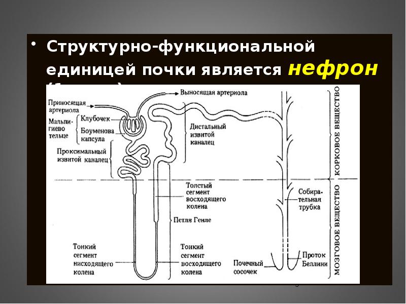 Какая структурная единица почки изображена на рисунке