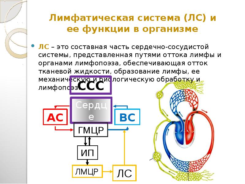 Обеспечивает отток тканевой жидкости от всех органов