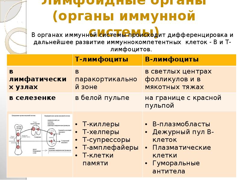 Иммунная и лимфатическая система презентация