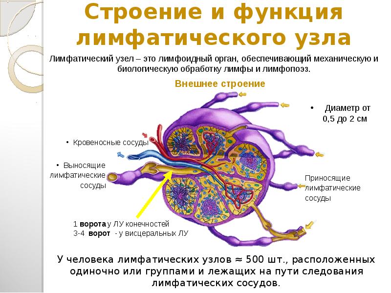 Схема строения лимфатического узла