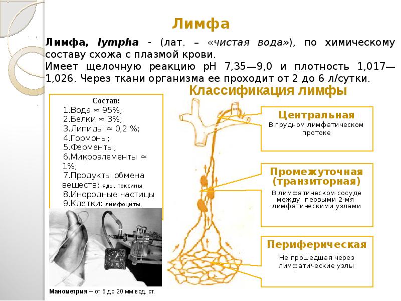 Состав лимфы схема