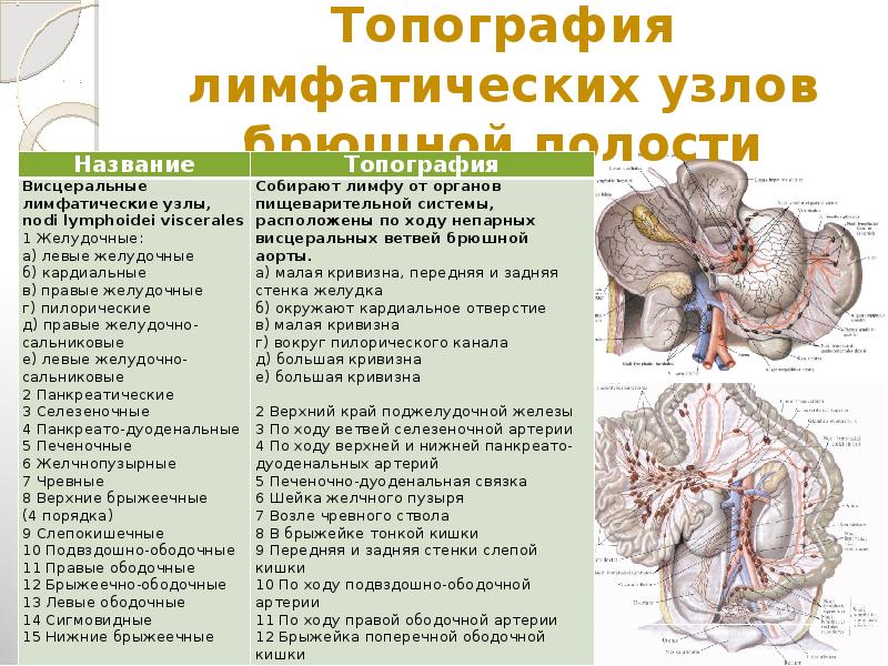 Лимфоузлы брюшной полости