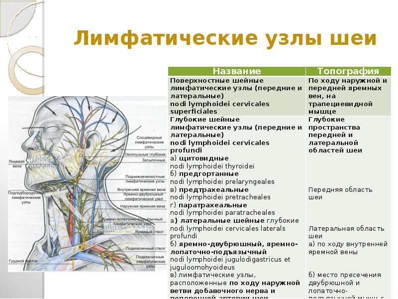 5 групп лимфоузлов