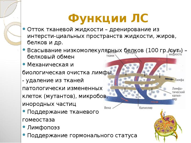 Тканевая жидкость функции в организме