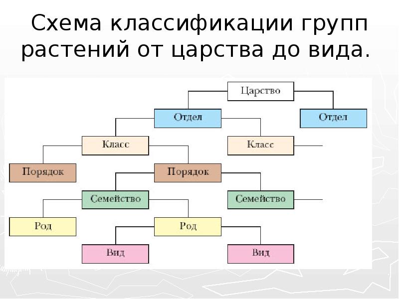 Правильная схема. Царство растений классификация схема. Полная классификация царства растений. Классификация растений 5 класс биология. Классификация растений 7 класс биология.